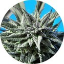 Auto Tao Blueberry (Top Tao Seeds) regulær