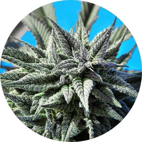 Auto Tao Blueberry (Top Tao Seeds) regulær