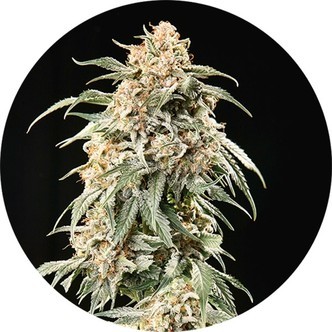 Big Auto Tao (Top Tao Seeds) regul&aelig;r