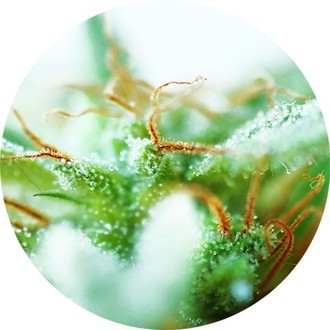Dr. Tao Sativa (Top Tao Seeds) regul&aelig;r