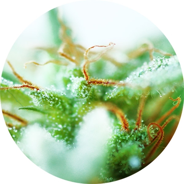 Dr. Tao Sativa (Top Tao Seeds) regulær
