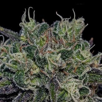 Black Widow (Positronics) feminiserede cannabisfr&oslash;