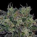 Black Widow (Positronics) Feminiserede