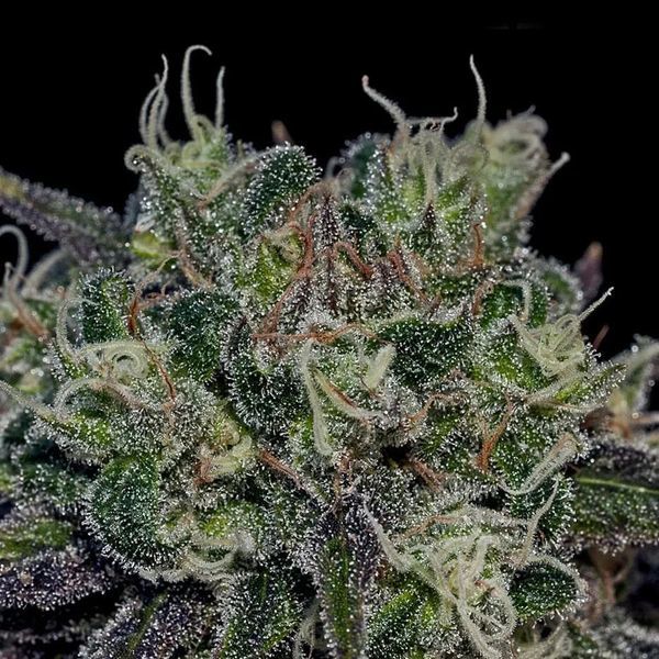 Black Widow (Positronics) Feminiserede