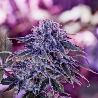 Blue Rhino (Positronics) Feminiserede
