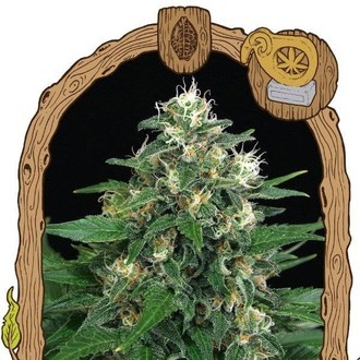 Exotic Thai (Exotic Seed) Feminiserede