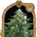 Exotic Thai (Exotic Seed) Feminiserede