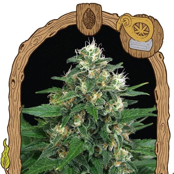 Exotic Thai (Exotic Seed) Feminiserede