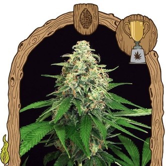 Mango Cream (Exotic Seed) feminiserede cannabisfr&oslash;
