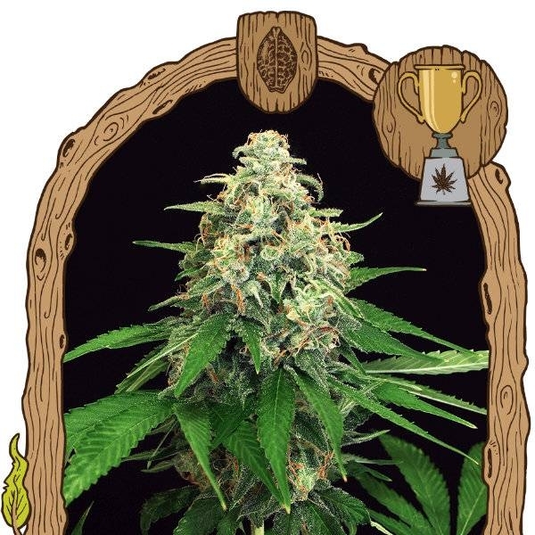 Mango Cream (Exotic Seed) Feminiserede