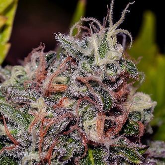 Caramel Ice (Positronics) feminiserede cannabisfr&oslash;