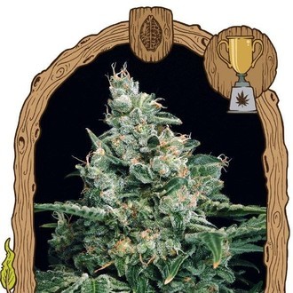 Sir Jack (Exotic Seed) Feminiserede