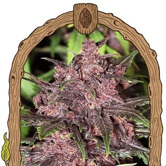 Black Haze (Exotic Seed) Feminiserede
