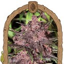 Black Haze (Exotic Seed) Feminiserede