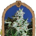 Sir Jack Auto (Exotic Seed) Feminiserede