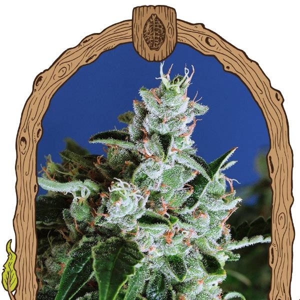 Sir Jack Auto (Exotic Seed) Feminiserede