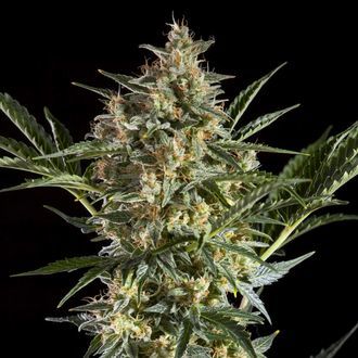 Sleepy Yoda Auto (Philosopher Seeds) Feminiserede