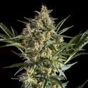 Sleepy Yoda Auto (Philosopher Seeds) Feminiserede