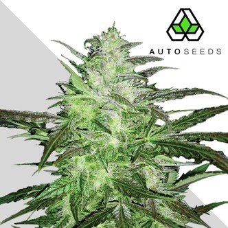 Auto Chemdog (Auto Seeds) Feminiseret