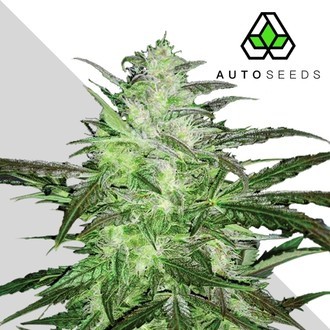 Auto Chemdog (Auto Seeds) Feminiserede