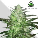 Auto Chemdog (Auto Seeds) Feminiserede