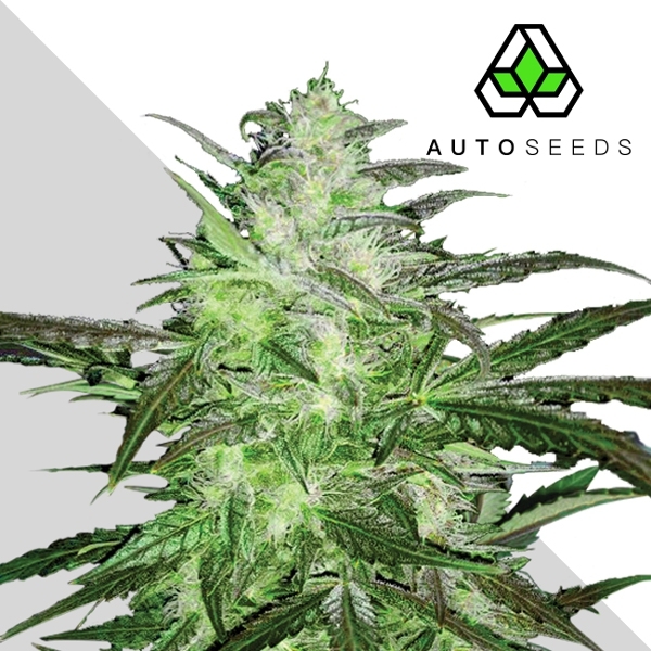 Auto Chemdog (Auto Seeds) Feminiserede