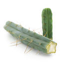 Firevinds-kaktus (Echinopsis lageniformis forma quadricostata)
