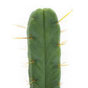 Firevinds-kaktus (Echinopsis lageniformis forma quadricostata)