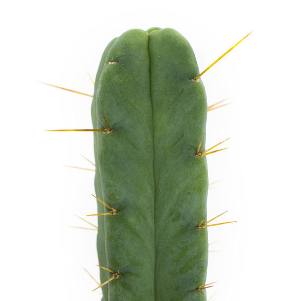 Firevinds-kaktus (Echinopsis lageniformis forma quadricostata)