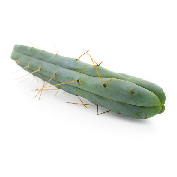 Firevinds-kaktus (Echinopsis lageniformis forma quadricostata)