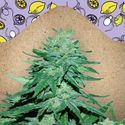 Auto White Widow x Big Bud (Female Seeds) Feminiserede