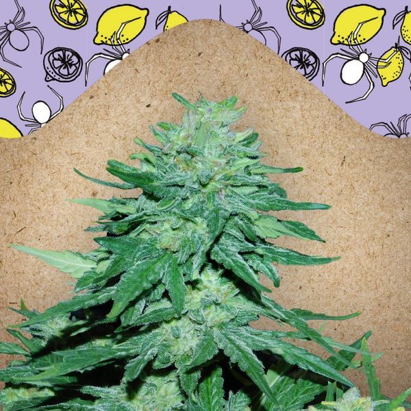 Auto White Widow x Big Bud (Female Seeds) Feminiserede