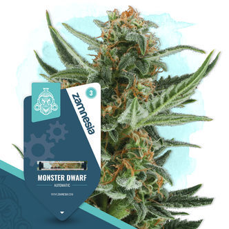Monster Dwarf Automatic (Zamnesia Seeds) feminiserede