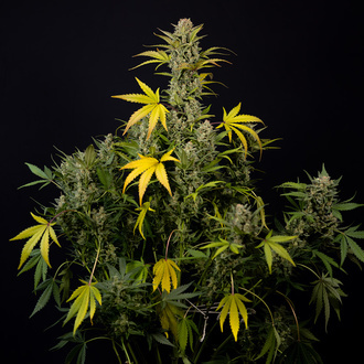 Monster Dwarf Autoflower (Zamnesia Seeds) Feminiserede