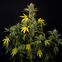 Monster Dwarf Autoflower (Zamnesia Seeds) Feminiserede