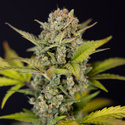 Monster Dwarf Autoflower (Zamnesia Seeds) Feminiserede
