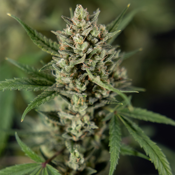 Monster Dwarf Autoflower (Zamnesia Seeds) Feminiserede