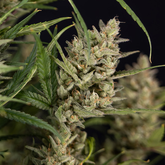 Monster Dwarf Autoflower (Zamnesia Seeds) Feminiserede