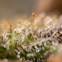 Monster Dwarf Autoflower (Zamnesia Seeds) Feminiserede