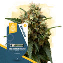 THC Bunker Buster (Zamnesia Seeds) Feminiserede