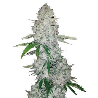 GG#4 Auto (FastBuds) Feminiserede