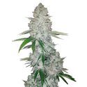 GG#4 Auto (FastBuds) Feminiserede
