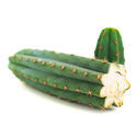 Echinopsis macrogona (også kendt som Trichocereus macrogonus)