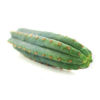 Echinopsis macrogona (ogs&aring; kendt som Trichocereus macrogonus)