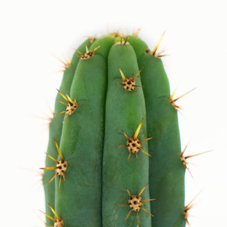 Echinopsis macrogona (også kendt som Trichocereus macrogonus)