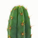 Echinopsis macrogona (også kendt som Trichocereus macrogonus)