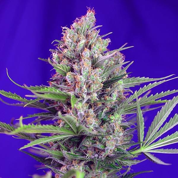 Cream Mandarine - F1 Fast Version (Sweet Seeds) Feminiserede