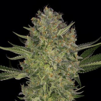 Serious Kush (Serious Seeds) feminiserede cannabisfr&oslash;