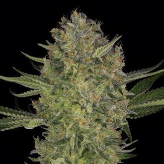 Serious Kush (Serious Seeds) Feminiserede