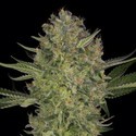 Serious Kush (Serious Seeds) Feminiserede